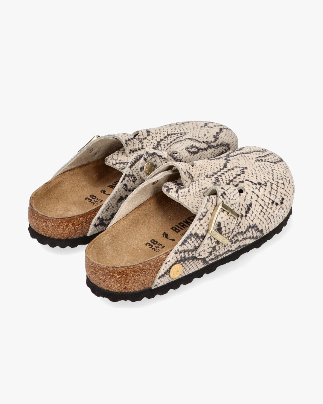 Boston snake oyster Sabot Pari