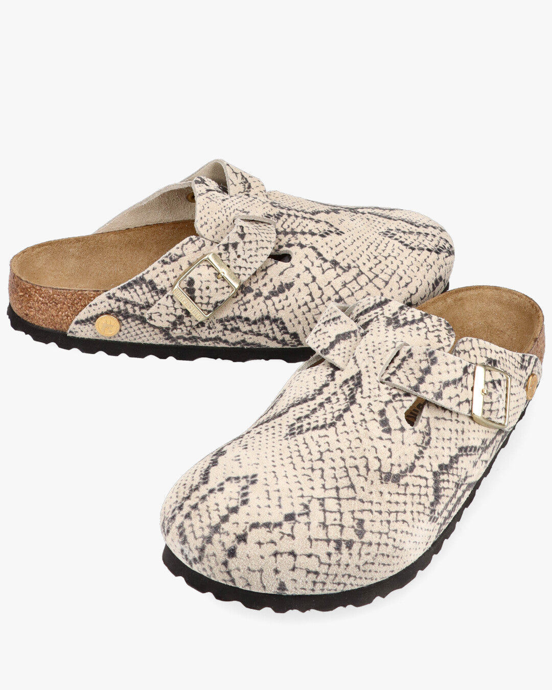 Boston snake oyster Sabot Pari